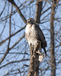 Red-tailed Hawk 5882